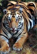 Panthera tigris 